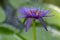 Nymphaea caerulea zanzibarensis water lily plant in bloom, beautiful flowering lotus flowers in decorative garden pond