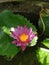 Nymphaea capensis , cape blue water lily