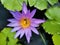 Nymphaea capensis (Cape blue waterlily)