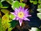 Nymphaea capensis: the most beautiful flower of the world