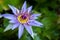 Nymphaea Colorata day blooming water lily flower and have dark blue to violet color petals, beautiful aquatic flower close up