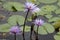 Nymphaea colorata or purple lotus