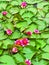 Nymphaea Escarboucle (waterlily) closeup