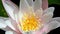 Nymphaea, European waterlily, closeup
