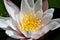 Nymphaea, European waterlily, closeup