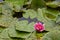 Nymphaea, green leaves of an aquatic plant attacked by a beetle