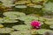 Nymphaea, green leaves of an aquatic plant attacked by a beetle