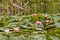 Nymphaea, green leaves of an aquatic plant attacked by a beetle