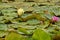 Nymphaea, green leaves of an aquatic plant attacked by a beetle