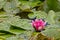 Nymphaea, green leaves of an aquatic plant attacked by a beetle