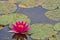 Nymphaea, green leaves of an aquatic plant attacked by a beetle