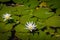 Nymphaea lotus flower at Itamaraty Palace pond - Brasilia, Distrito Federal, Brazil