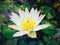 Nymphaea lotus, the white Egyptian lotus, tiger lotus, white lotus or Egyptian white water-lily, is a flowering plant.