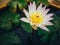 Nymphaea lotus, the white Egyptian lotus, tiger lotus, white lotus or Egyptian white water-lily, is a flowering plant.