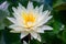 Nymphaea lotus, white lotus flower blooming in a pond