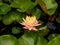 Nymphaea mangkala ubol in bloom in the freshwater pond early in the spring -