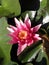 Nymphaea x marliacea `Rubra` water plant