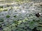 Nymphaea Mexicana - Yellow Nymphaeaceae (Water Lily) Growing in Bright Sunlight in Pond.