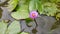 Nymphaea Nouchali flower in Sri Lankan reservoir