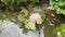 Nymphaea Nouchali flower in Sri Lankan reservoir