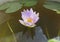 Nymphaea nouchali, often known by its synonym Nymphaea stellata, or by common names blue lotus, star lotus, red and blue water