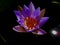 Nymphaea nouchali, often known by its synonym Nymphaea stellata, or by common names blue lotus, star lotus, red and blue water