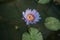 Nymphaea nouchali var caerulea in Queen Sirikit botanical garden in Chaing Mai