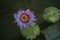 Nymphaea nouchali var caerulea in Queen Sirikit botanical garden in Chaing Mai