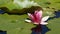 Nymphaea - Pink waterlily - Aquatic vegetation, water plants