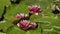 Nymphaea - Pink waterlily - Aquatic vegetation, water plants