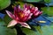 Nymphaea - Pink waterlily - Aquatic vegetation, water plants