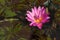 Nymphaea - pink waterlily - aquatic vegetation, water plants