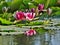 Nymphaea Pink waterlily - water plants