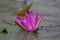 Nymphaea rubra pubescens red water lily plant in bloom, beautiful flowering lotus flowers in ornamental garden pond