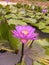 Nymphaea stellata which called scientific name