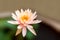 Nymphaea stellata Wild or water lily or lotus is aquatic plant a