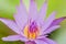 Nymphaea stellata Wild or water lily or lotus is aquatic plant a