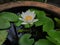 Nymphaea tetragona & x28;little white lotus& x29; in a big urn