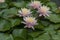 Nymphaea tropic sunset light aquatic flowers in bloom the pond with green leaves, group of pale pink flowering water lilies