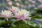 Nymphaea tropic sunset light aquatic flowers in bloom the pond with green leaves, group of pale pink flowering water lilies