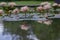 Nymphaea tropic sunset light aquatic flowers in bloom the pond with green leaves, group of pale pink flowering water lilies