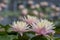 Nymphaea tropic sunset light aquatic flowers in bloom the pond with green leaves, group of pale pink flowering water lilies