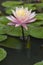 Nymphaea tropic sunset light aquatic flowers in bloom the pond with green leaves, group of pale pink flowering water lilies