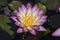Nymphaea tropic sunset light flowering pond plant, beautiful bright light pink yellow water lily in bloom, yellow center