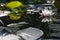 Nymphaea virginalis in the backlight at sunset in the botanical