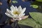 Nymphaea virginalis in the backlight at sunset in the botanical garden