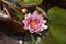 Nymphaea in water basket