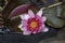 Nymphaea in water basket