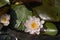 Nymphaea in water basket