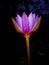 nymphaea / Water lily